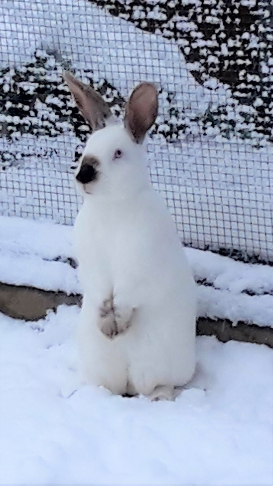 kaninchen im schnee2