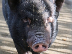 Schweine1
